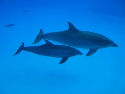 Дельфины Черного моря - Севастопольский аквариум