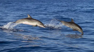 Трех спасенных дельфинов выпустили из индонезийского заповедника в океан |  ИА Красная Весна