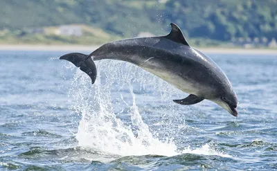 Дельфины Черного моря | Виды и образ жизни | RENTETO