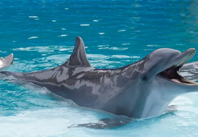 Дельфины вернулись в Черное море в Одесской области – новости Одесса |  ЭкоПолитика