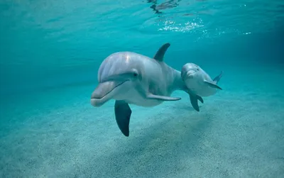 Дельфины используют морские губки для охоты, выяснили ученые - РИА Новости,  21.07.2011