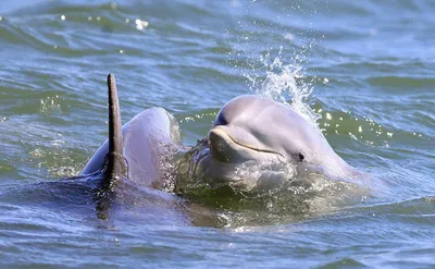 Боевые дельфины на флоте России — Обученные в военных целях морские животные