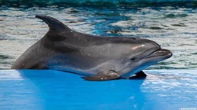 Боевые дельфины: что они умеют и способны ли защитить российские корабли в  Крыму - BBC News Русская служба