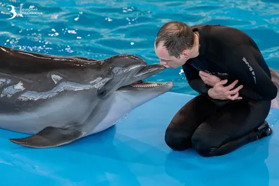 Ты даже не услышишь: как дельфины лечат нас ультразвуком - Звук