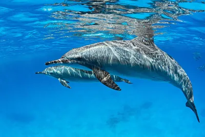 Фигурка «Дельфины (пара)» из ценных пород дерева (20 см) купить в  Минусинске недорого с доставкой