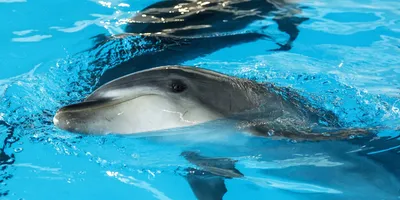 На побережье Севастополя выбросило труп дельфина, похожего на Зою | ForPost
