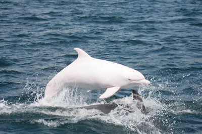 Директор выпустил дельфинов в Севастополе, так как «им печально в неволе» —  РБК