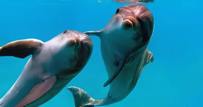 Дельфины умеют кормиться по расписанию - Индикатор