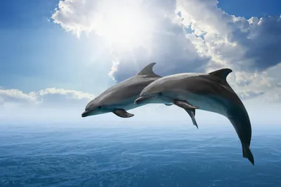 Директор выпустил дельфинов в Севастополе, так как «им печально в неволе» —  РБК