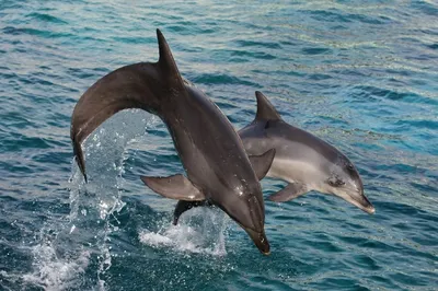 В Анапе мертвого дельфина подвесили на пляже - Газета.Ru | Новости