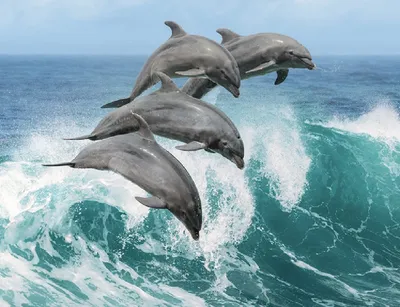 Дельфины обладают самой хорошей памятью среди всех животных - Priroda.SU