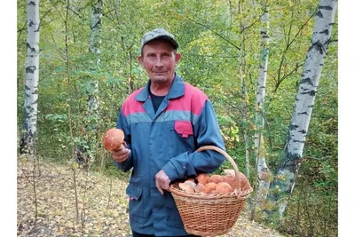 В России предложили учредить День грибника | Своё ТВ
