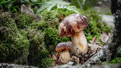 🍄 Сегодня отмечают Всемирный день грибника! Делитесь в комментариях фото  своих грибов 😏 | ВКонтакте