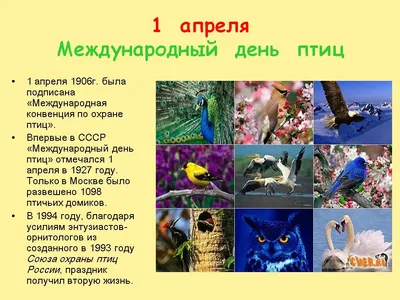 Международный день птиц — Детский сад 87