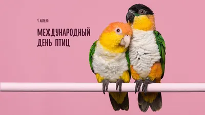 1 апреля - Международный день птиц | ВООП