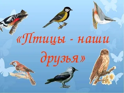 Международный день птиц - Праздник