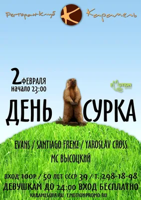 будни домашнего сурка# необычные животные#прикольные звери#marmotbayba... |  TikTok