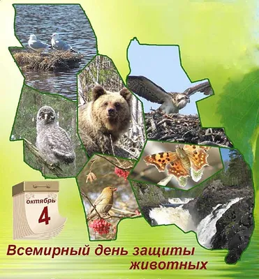 Всемирный день защиты животных | 04.10.2021 | Тимашёвск - БезФормата