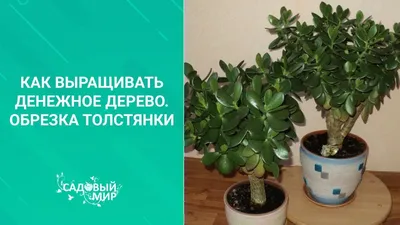Денежное Дерево купить в Екатеринбурге