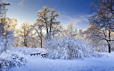 Обои для рабочего стола Зима Природа снеге дерево кустов сезон года