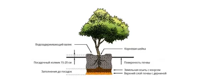 Посадка деревьев и кустарников. Основные правила и рекомендации