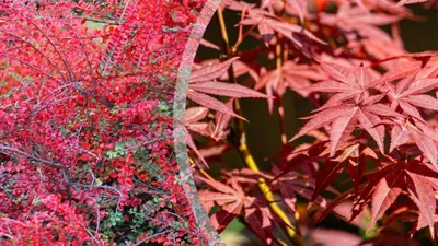 10 самых красивых деревьев и кустарников с красными листьями. Они выглядят  феноменально не только осенью | Дачная тема | Дзен