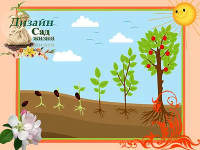 ТОП-20 Деревьев и кустарников, которые легко вырастить из семян | Дизайн в  Саду Жизни | Дзен