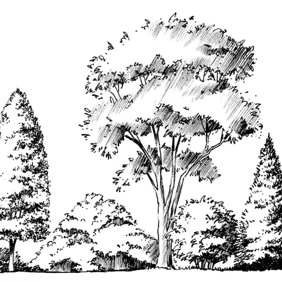 Зарисовка группы деревьев - 34 фото
