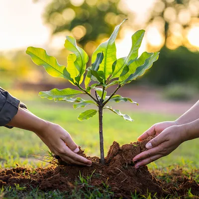 Рано или поздно сажать деревья? – новости в блоге Садового Центра «Botanic  Market»