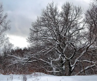 Деревья зимой
