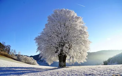 Зима деревья (59 фото) - 59 фото