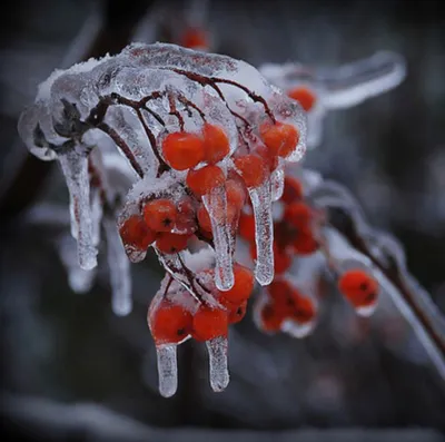 Рисунок дерево зимой - 37 фото