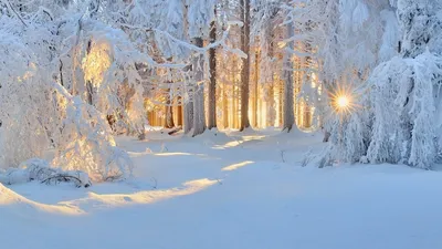 Мультяшное зимнее дерево - 62 фото