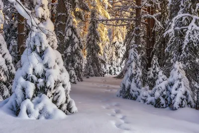Деревья зимой - фото и картинки: 60 штук
