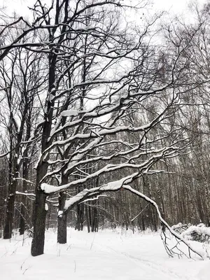 Графика ветвей. Как украшают сад лиственные деревья зимой | Сад | Дача |  Аргументы и Факты
