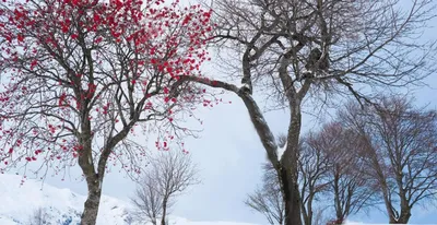 Декоративные деревья для зимнего сада | GreenMarket