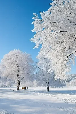Зимой по дороге в лес / Заснеженная дорога уходящая в лес Зимним утром  Деревья в снегу Утром зимой Лес вдали Снег на ветвях, которые подчеркивают  зимние деревья, и обращают внимание Когда утро