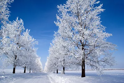 Деревья в снегу | Instagram photo, Photo, Instagram