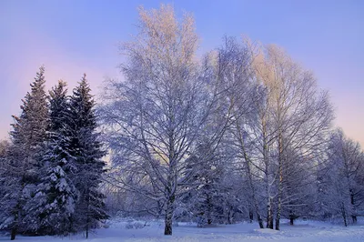 Снег Дерево Зимние Деревья - Бесплатное фото на Pixabay - Pixabay