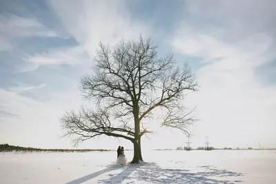 Как пересадить дерево зимой – Agro-Market