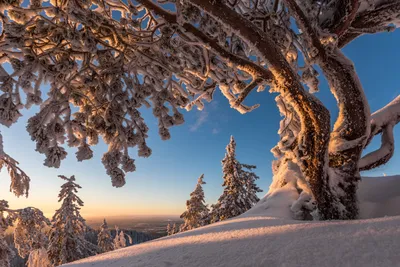 Фотообои Деревья в снегу купить на стену • Эко Обои