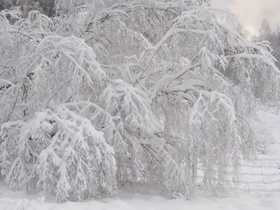 Деревья зимой в морозный солнечный день. Ветви деревьев в инее. Солнечные  лучи сквозь ветви деревьев. foto de Stock | Adobe Stock
