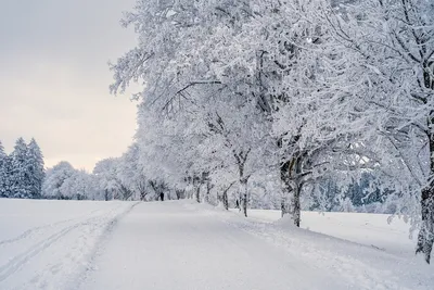 Сказочный зимний лес | Зимние картинки, Пейзажи, Картинки снега