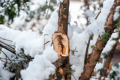 Зима супер мега заснеженные деревья…» — создано в Шедевруме