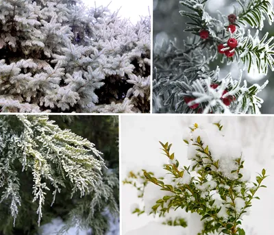 Картинки деревья зимой в снегу (68 фото) » Картинки и статусы про  окружающий мир вокруг