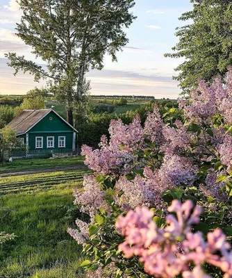 Русская деревня в Instagram: «Дом, в котором живёт детство 🤗 Фото:  @korostelevaaa» | Летний пейзаж, Пейзажи, Живописные пейзажи