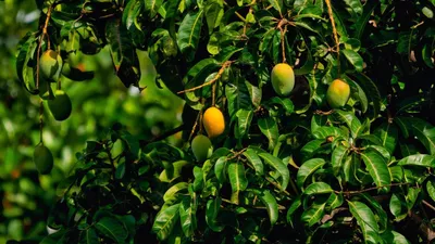 Огромное ветвистое дерево манго …» — создано в Шедевруме