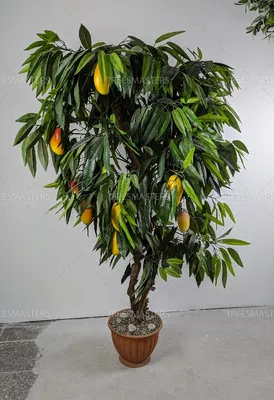 дерево манго на ферме в Индии, изображение дерева манго, манго, фрукты фон  картинки и Фото для бесплатной загрузки