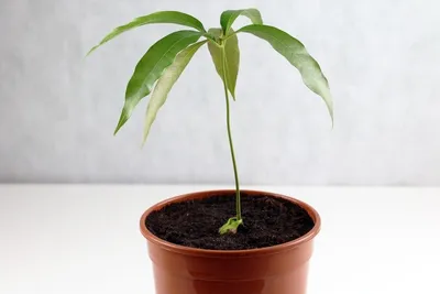 🌳 Искусственное дерево: Манго, 150-210см купить » Искусственные растения с  доставкой по всей России