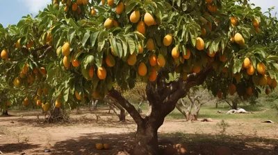 манговое дерево со спелыми плодами на нем, изображение дерева манго, манго,  фрукты фон картинки и Фото для бесплатной загрузки